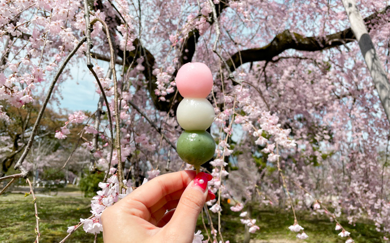 咲き誇る桜を楽しみながら八坂神社と円山公園を京さんぽ | 乙女の祇園祭